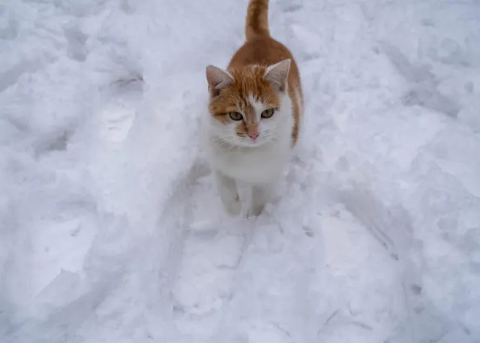 Pod Lasem * Poreba (Myslenice)